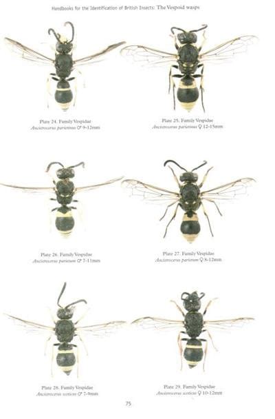 The Vespoid Wasps (Tiphiidae, Mutillidae, Sapygidae, Scoliidae and ...