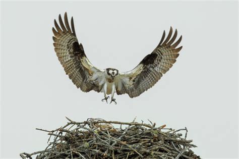 Landing Osprey | Ross Knowlton