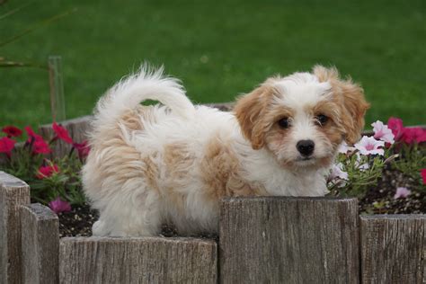 Cavachon Puppy For Sale Millersburg OH Male Landon – AC Puppies LLC