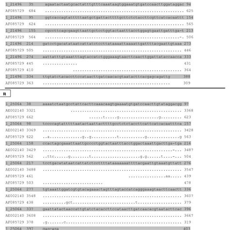 BLAST sequence analysis of Ureaplasma parvum 16SrRNA amplicons. BLAST ...