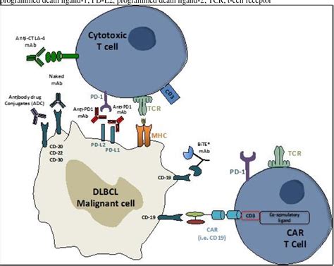 Figure 1 from The role of anti-PD-1 and anti-PD-L1 agents in the ...