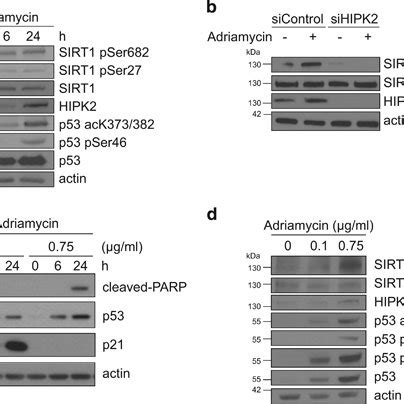 Phosphorylation Of Sirt At Ser By Hipk Upon Dna Damage A Sirt