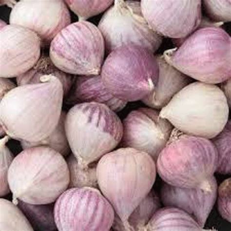 Single Clove Garlic Akavis Thaisiam Thailand