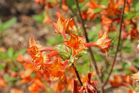 Rhododendron Gandavense Hybrid Souvenir Du President Ca Flickr