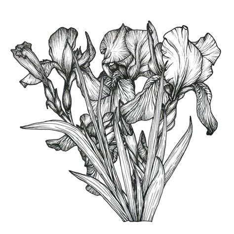 Premium Vector Botanical Line Flower Iris Illustration Hand Drawn