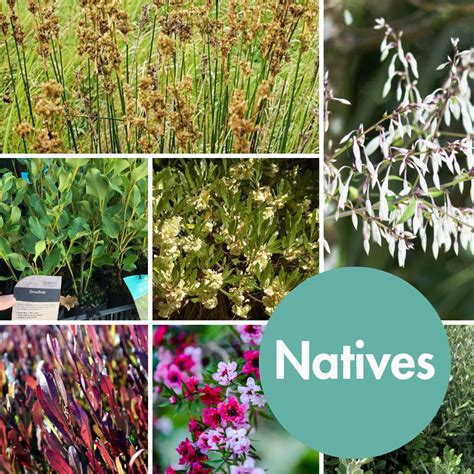 Nzs Largest Range Of Seedlings And Plants Awapuni Nurseries
