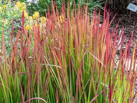 Imperata cylindrica Red baron acheter Plantamus Pépinière en ligne