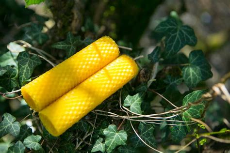 ИЗ-ЗА ЛЕСА ИЗ-ЗА ГОР