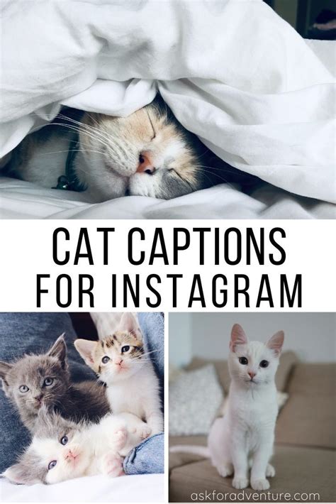 Funny Cat Quotes For Instagram ShortQuotes Cc