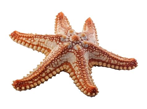 Octopus Star Fish In Png 23628980 Png