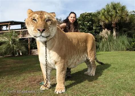 10 Interesting Liger Facts | My Interesting Facts