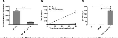 Figure 2 From The Cataract And Glucosuria Associated Monocarboxylate Transporter Mct12 Is A New