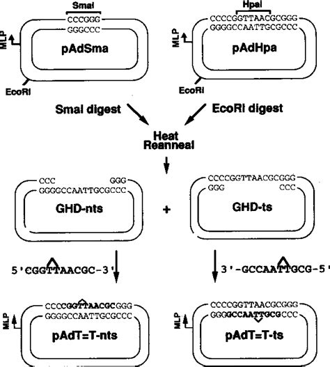 Figure 1 From Transcript Cleavage By RNA Polymerase II Arrested By A