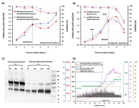 Characterization Of RBD Expression Kinetics In HEK293SF Cells Grown At