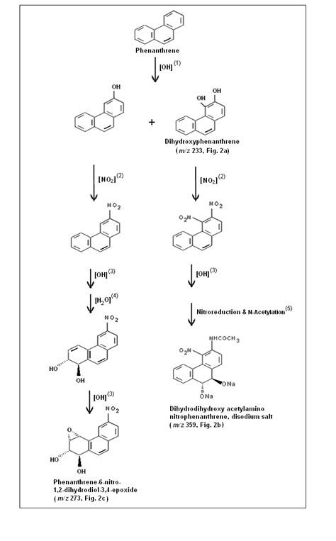 Suggested Metabolic Pathway Of Formation Of Nitrophenanthrenes And Some Download Scientific