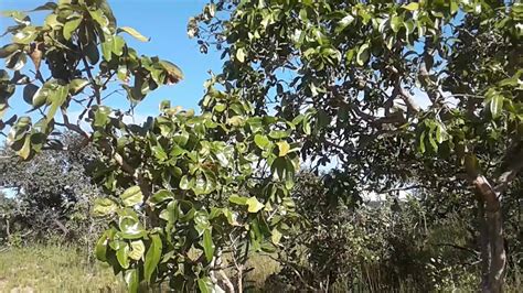 QUINA PLANTA MEDICINAL DO CERRADO YouTube