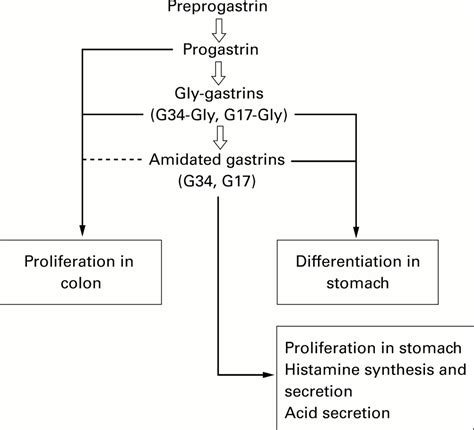 Gastrin Growth And Colon Neoplasia Gut