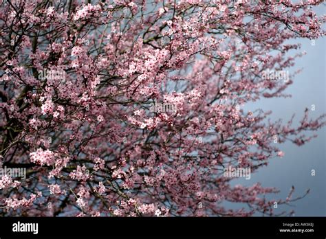 Prunus Nigra Tree Hi Res Stock Photography And Images Alamy