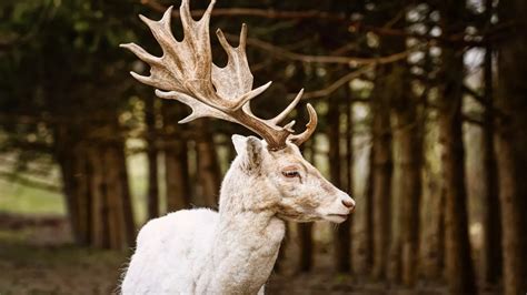 Big White Stag