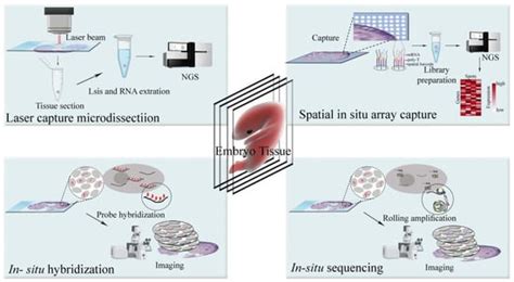 Biomolecules Free Full Text Advances And Challenges In Spatial Transcriptomics For