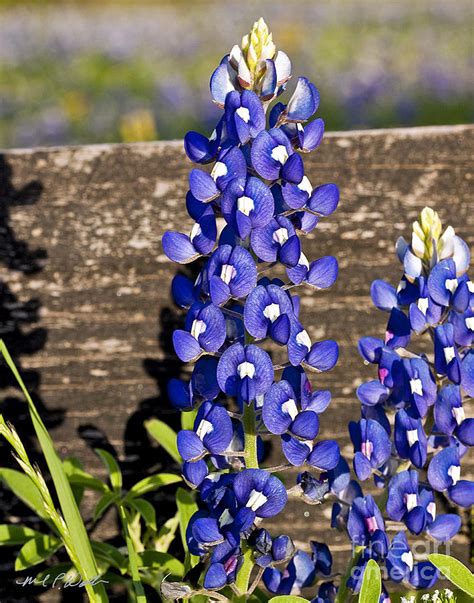 Bluebonnet And Fence Close Up Photograph By Michael Waller Fine Art