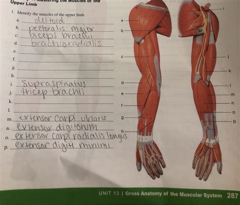 Muscles Of Upper Limb Anterior View