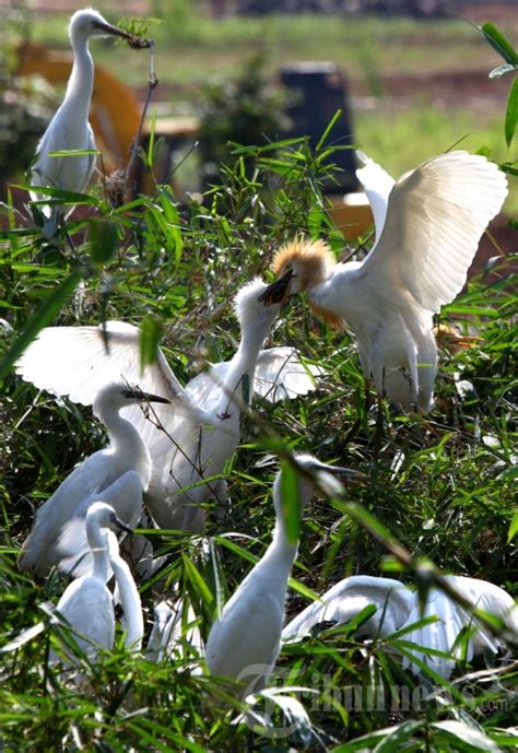 Habitat Burung Blekok Di Gedebage Kota Bandung Foto 4 1829549