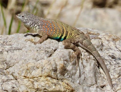 Greater Earless Lizard Cophosaurus Texanus Male Sabino Flickr