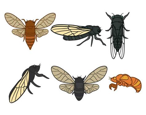 Cicada Vector Set 165464 Vector Art At Vecteezy