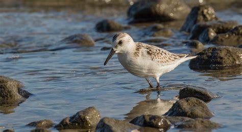 Sanderling A Sanderling Feeding In The Shallows Beautiful Flickr