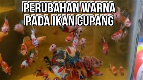 Mutasi Warna Ikan Cupang Youtube