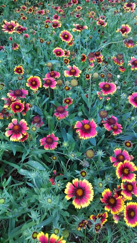 Blanket Flower Seeds – Perennial Flowers – Flower Seeds | Garden Hoard ...