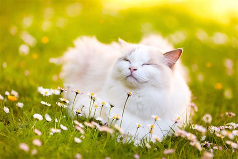 Summer Cat Wallpapers - Top Free Summer Cat Backgrounds - WallpaperAccess