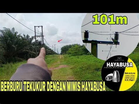 BERBURU TEKUKUR DENGAN MIMIS HAYABUSA YouTube