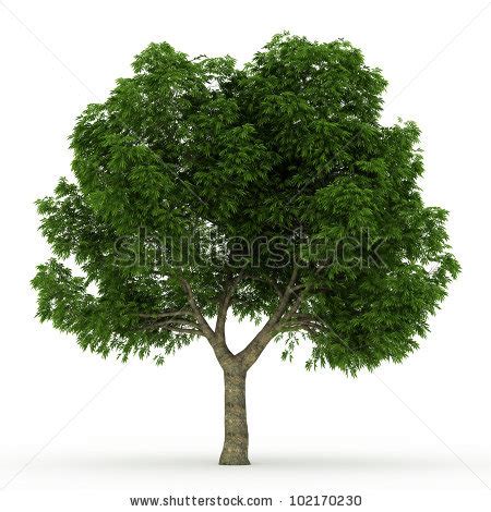 Buckeye tree clipart 20 free Cliparts | Download images on Clipground 2024