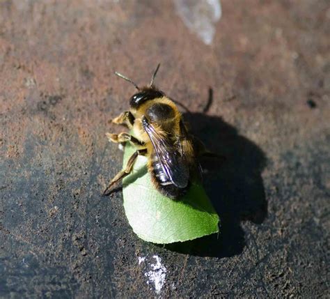 Gower Wildlife: Leaf-cutter Bee in the Garden