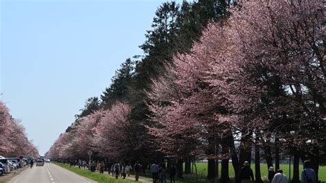 新ひだか町 日本最大級の桜並木、静内二十間道路の桜並木 北海道ミテミル イッテミル （北海道観光スポット巡り旅）