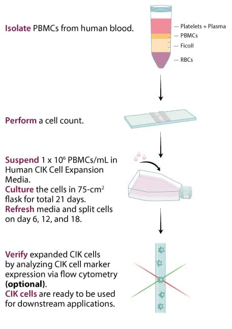 Cellxvivo Human Cik Expansion Kit Cdk014 By Randd Systems Part Of Bio