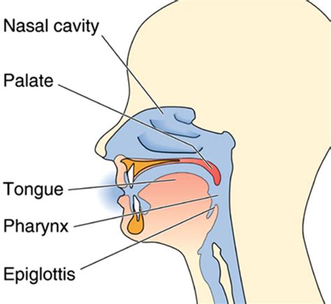 Chapter 8 The Chemical Senses Taste And Smell Chapter 7 The