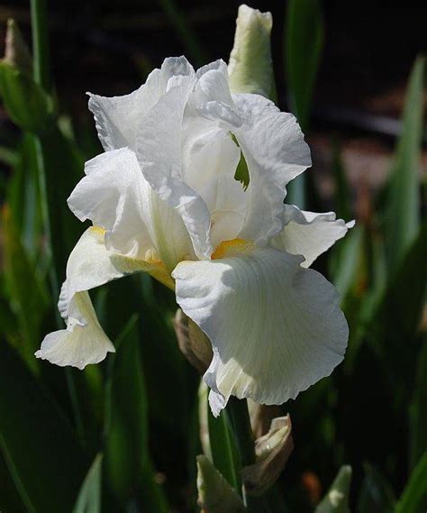 Iris Barbata Elatior Hybride Cliffs Of Dover Schwertlilie