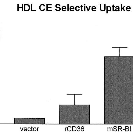 Cell Associated HDL And HDL CE Selective Uptake Mediated By SR BI