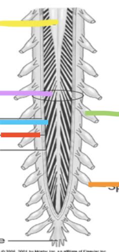 Fetal And Neonatal Exam Spine Flashcards Quizlet