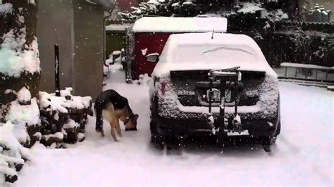 Panda Finds A Tim Hortons Cup In The Snow YouTube