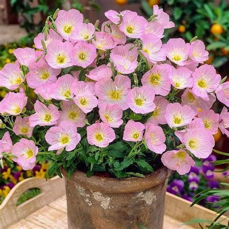 Купить семена Энотера красивая Вечерняя роза в магазине Первые Семена ...