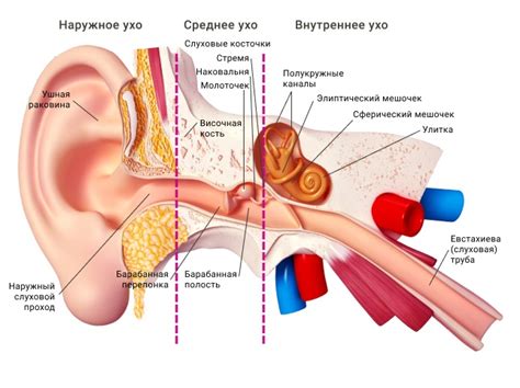 Нормальная функция уха - ТОПФОН - Слуховые аппараты в Санкт-Петербурге ...