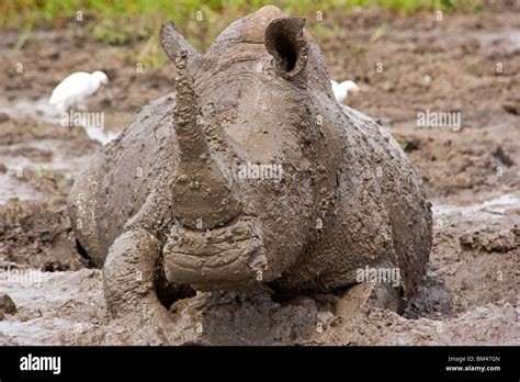 Whito Rhino Covered In Mud Wallowing In A Mudhole Stock Photo Alamy