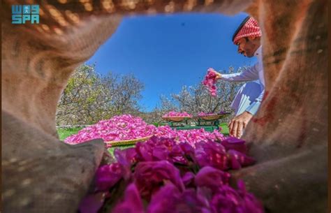 Taif Rose A Blossoming Legacy Of Fragrance And Tradition
