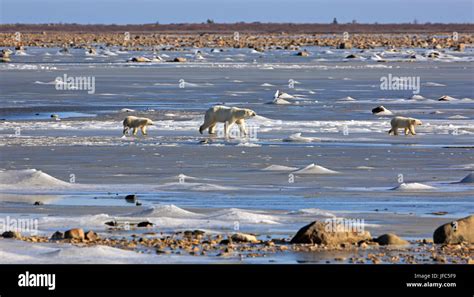 Una Familia De Osos Polares En El Hielo De La Bah A De Hudson