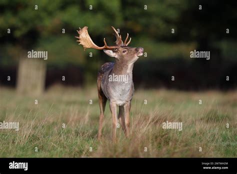 The European Fallow Deer Also Known As The Common Fallow Deer Or