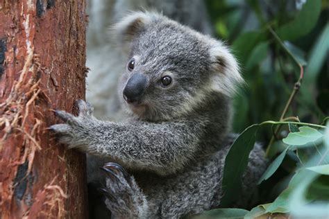 Due To Declining Population Koalas Are Now Officially Endangered In